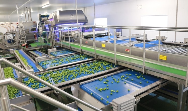 水果加工输送带实现了农产品的机械化